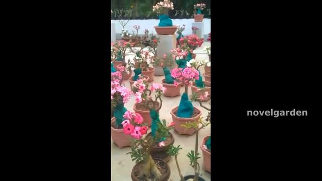 Terrace Garden Full of Adeniums | Garden Tour | പൂക്കൾ കൊണ്ട് നിറഞ്ഞ ഒരു അഡീനിയം ഗാർഡൻ | vid # 169 смотреть онлайн
