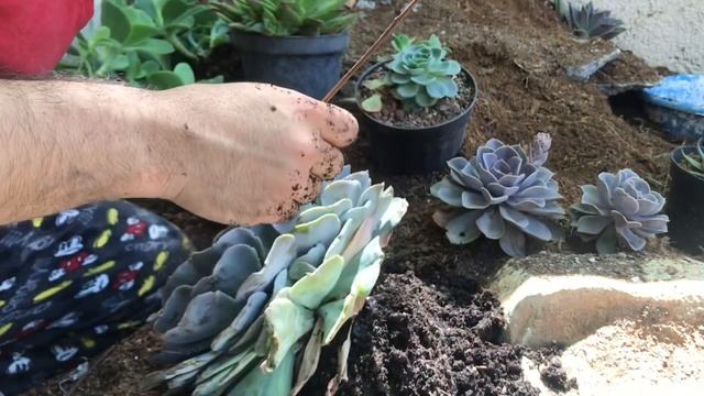 15. Compré la suculenta más grande que haya visto! Echeveria ruffles/ shaviana смотреть онлайн