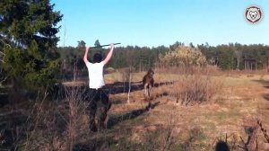 Такого Никто не Ожидал! Случаи Нападения Животных на Людей, Снятые на Камеру