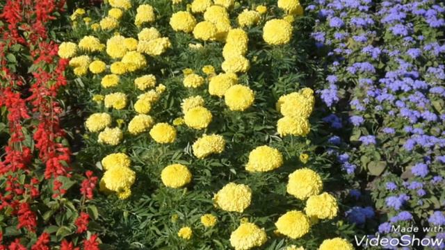 РАЗНООБРАЗИЕ ЦВЕТОВ!!!🌸 - 🌺 - 🌹 смотреть онлайн