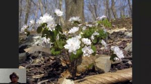 Редкие многолетники | Анемонеллы | Горянки