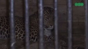 Очередной концлагерь для животных -  зоопарк «Саванна» в Уфе.