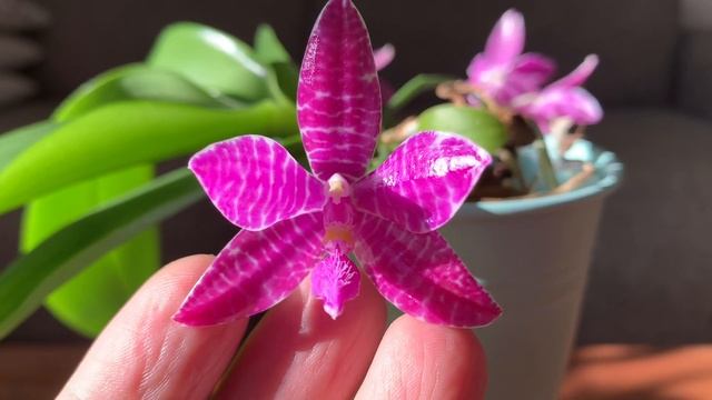 路德蝴蝶兰Phalaenopsis lueddemanniana Dark Red Taiwan смотреть онлайн