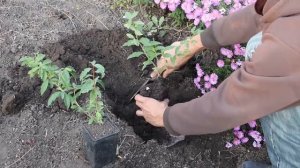 ПОСАДКА ГУМИ — лох многоцветковый :)