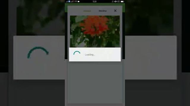 How to identify Fringed rosemallow or Hibiscus schizopetalus with PlantSnap смотреть онлайн