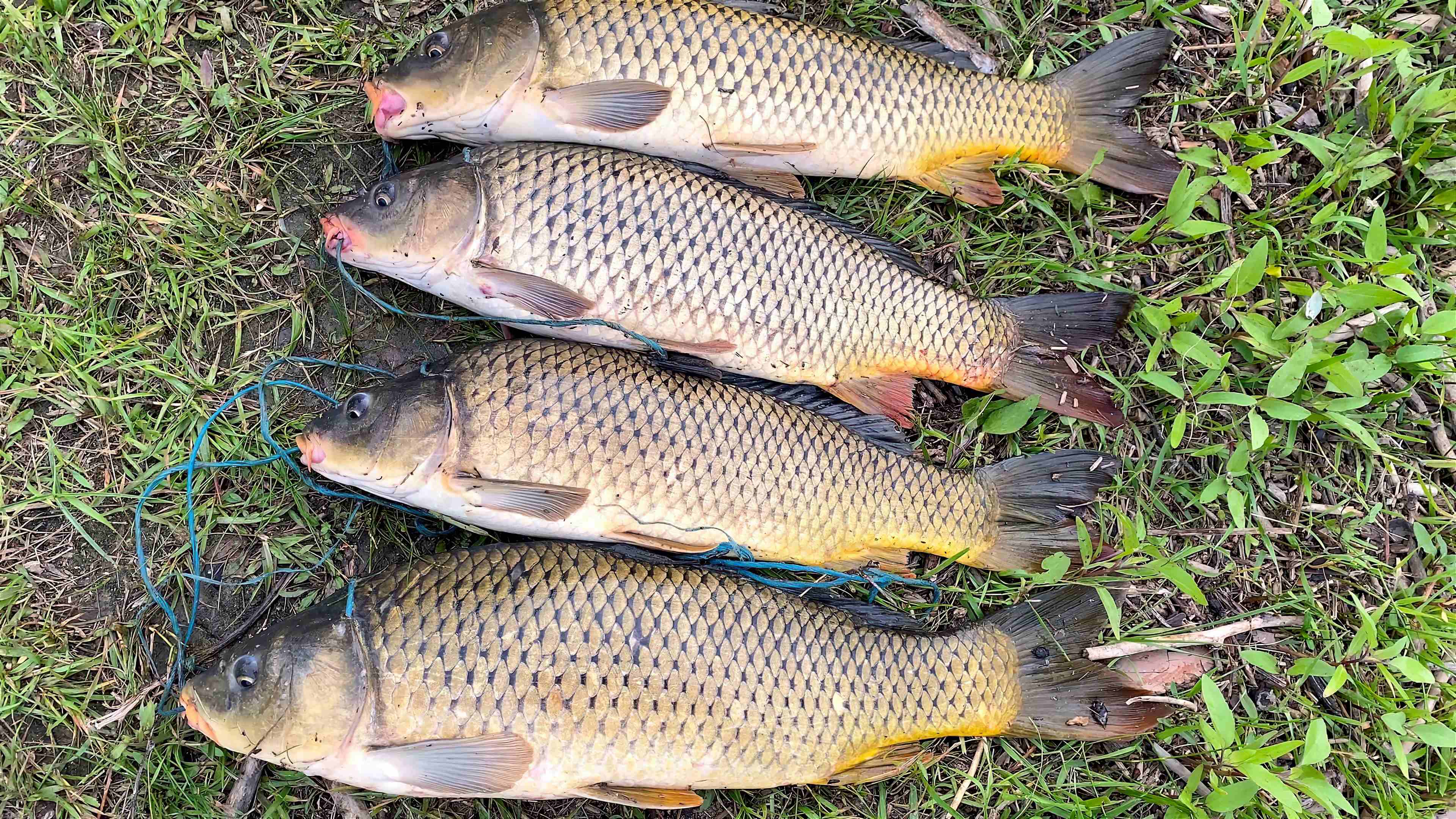 ЭТО ПРОСТО КАЙФ, А НЕ РЫБАЛКА! ЖОР САЗАНА ПОСЛЕ НЕРЕСТА. Ловля рыбы в разрешенном месте. смотреть онлайн