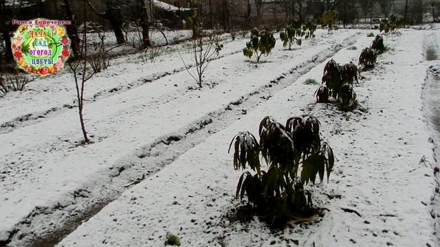Этот элемент питания - настоящий боец невидимого фронта в подготовке растений сада к зиме смотреть онлайн