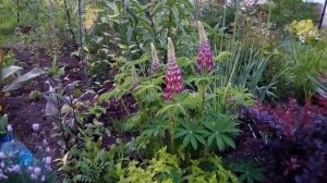 Люпины цветут и украшают цветник в мае. Что нужно сделать, что бы люпин поселился в саду..? Отвечаю