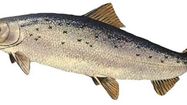 AquAdvantage salmon | Wikipedia audio article смотреть онлайн