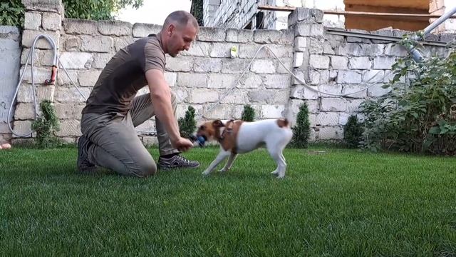 Как ? Дрессировать Щенка, Первые  шаги? в Дрессировке, Джек Рассел ?