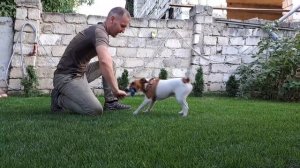 Как ? Дрессировать Щенка, Первые  шаги? в Дрессировке, Джек Рассел ?