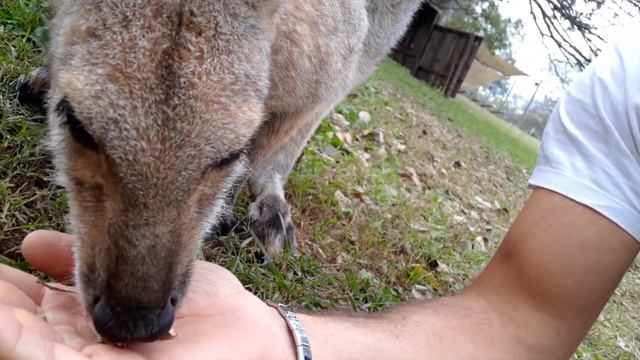 facciamo mangiare questo piccolo #wallaby #Brisbane #Australia смотреть онлайн