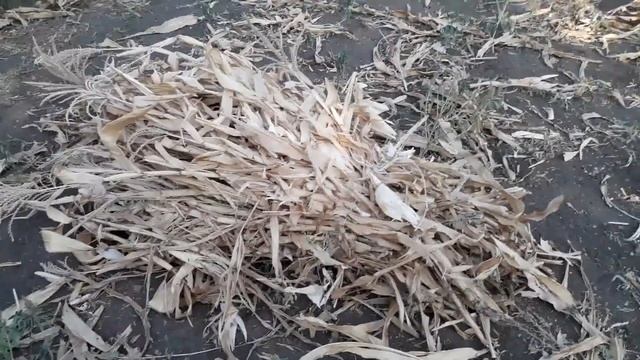 Уборка кукурузы в селе. смотреть онлайн