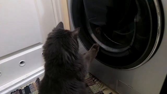 Кот стирает белье смотреть онлайн