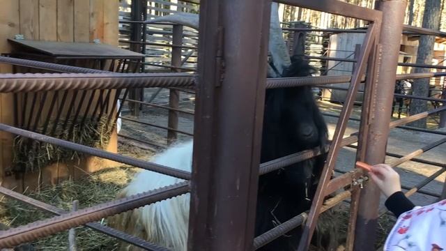 ШИШКИ НА ЛАМПУШКЕ - ЛЕНИНГРАДСКАЯ ОБЛАСТЬ - 15.04.2021 смотреть онлайн