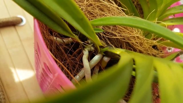 Орхидеи, апрель-2018: микроб седирея, неофинетии с рубиновыми корнями, пр. вандовые и Берри Ода смотреть онлайн