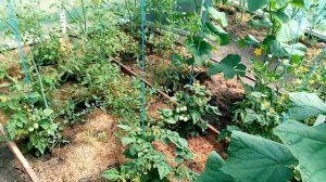 Пошли  🥒🥒🥒ОГУРЧИКИ в Теплице.👍👍👍 Самый лучший сорт МАШИ и НАША МАША!!! 🌞👍 20 июня 2023г.