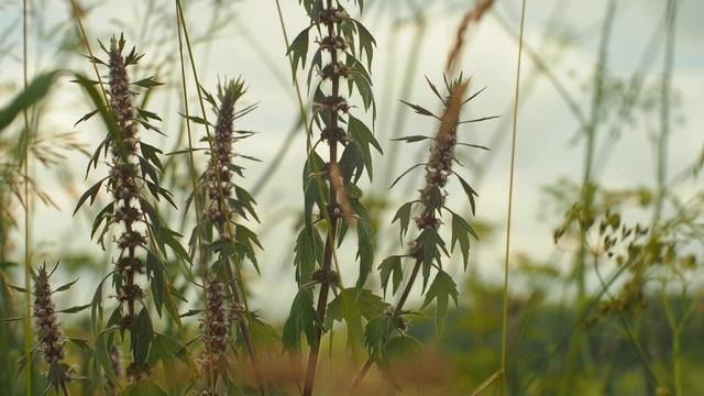 Земляничное поле возле Альметьевска / Strawberry Field Near Almetyevsk