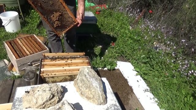 9 марта осмотр семей .1семья зашла в роевое остальные в порядке смотреть онлайн