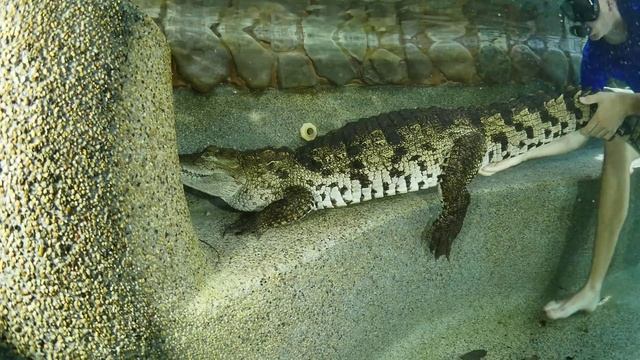 Swimming with a Crocodile and Jeb Corliss! смотреть онлайн