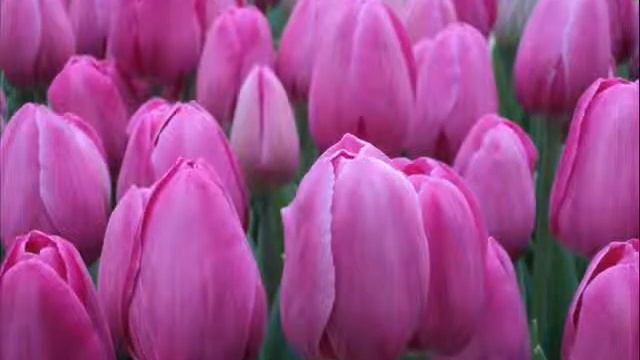 Поступление в продажу луковиц тюльпанов смотреть онлайн