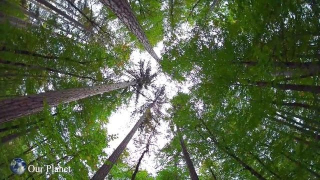 Лучшая фортепианная музыка ? Помогает снять усталость из за стресса ? успокаивает нервную систему # смотреть онлайн