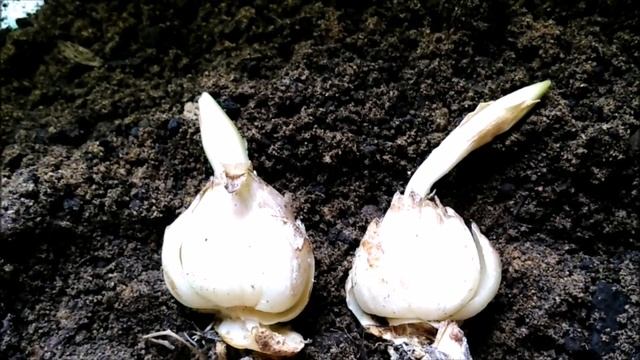 КАК ПОСАДИТЬ ЛИЛИИ ВЕСНОЙ