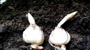 КАК ПОСАДИТЬ ЛИЛИИ ВЕСНОЙ