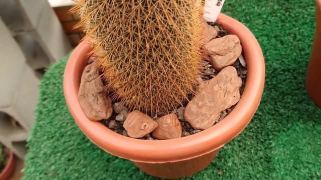 🌵 Echeveria Mauna Loa + Respondendo aos Inscritos • Lelis com Amor смотреть онлайн