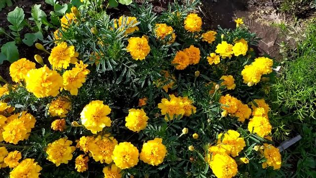 Spice Специи на даче: душица, мята, зафаран, базилик Www.fastit.ru