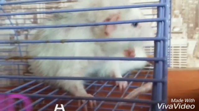 Снимать мне лайфхаки для упрощения жизни крыс или нет? смотреть онлайн