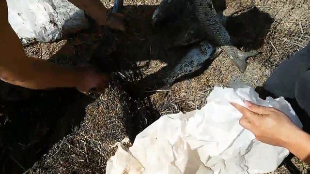 Не большой улов толстолобика и амура смотреть онлайн