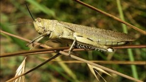 Звук - «саранчи (щебетание)»