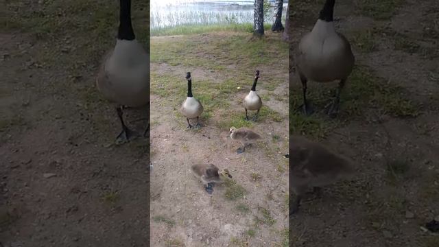 Две Гусиных семейки на озере. смотреть онлайн