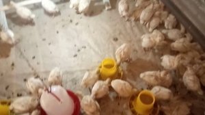 Подстилка для индюшат.