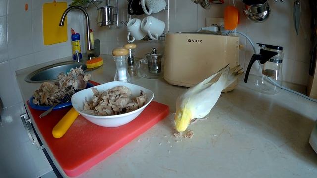 попугай-хищник! смотреть онлайн