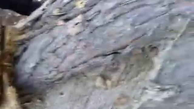 Мед диких пчел