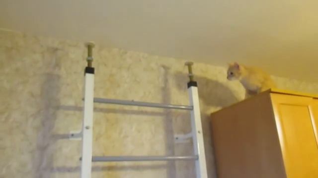 Обзор корма Purina ONE. На что готов кот ради корма?