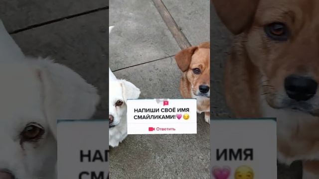Имя Собачки ?Ж??И - Джесси А у Вас? смотреть онлайн