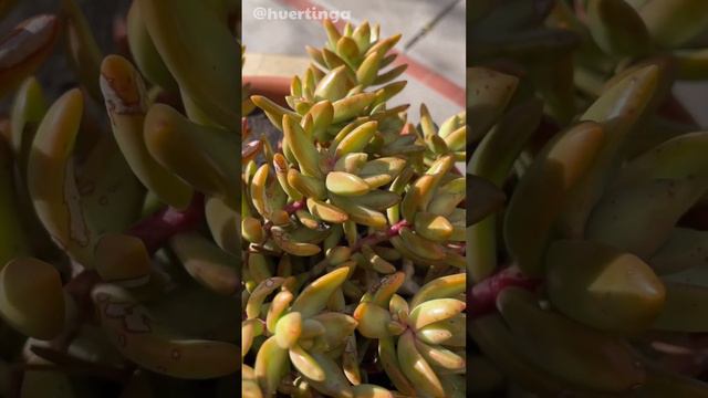 Sedum adolphii 💛 | Sedum cobre смотреть онлайн