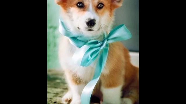 Корги рулят 🐕 смотреть онлайн