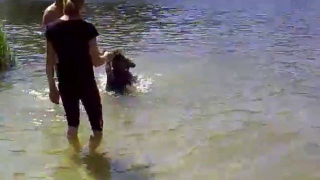 Мишки на городском пляже. Уварово... смотреть онлайн