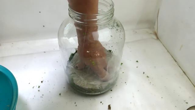 Ферментация листьев шиповника - Rosehip leaf fermentation смотреть онлайн