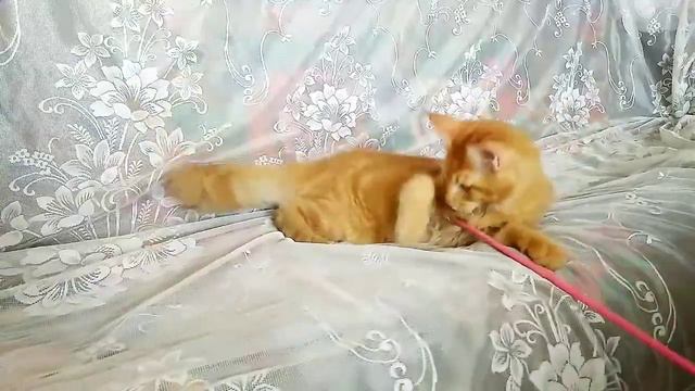 Котёнок мейн-кун Евгений Прайд смотреть онлайн