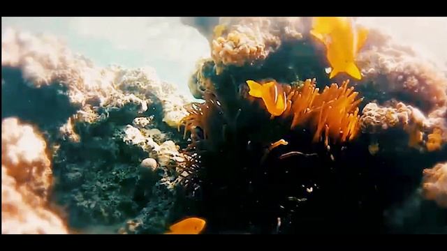 Красное море, рыба бородавчатка САМАЯ ЯДОВИТАЯ смотреть онлайн