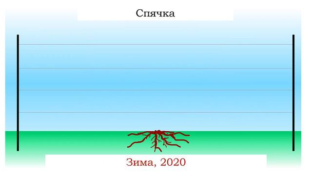 Обрезка ремонтантной ежевики. Однолетний цикл формировки смотреть онлайн