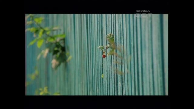 Себя показать и на других посмотреть В Братске пройдет масштабный садоводческий фестиваль смотреть онлайн