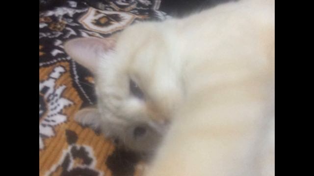 А, вот Васянчик позирует перед камерой!