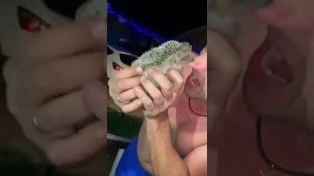 Какой милый ежик смотреть онлайн