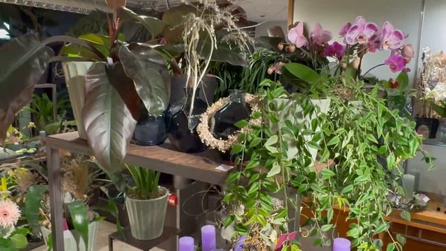 Hinreissende Adventsausstellung im Blumenladen in Aarau смотреть онлайн